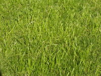 200px-Grass-JW.jpg